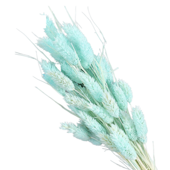Dried Pampas Flower
